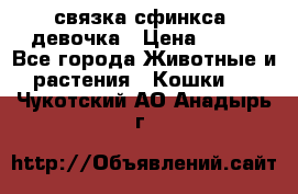 связка сфинкса. девочка › Цена ­ 500 - Все города Животные и растения » Кошки   . Чукотский АО,Анадырь г.
